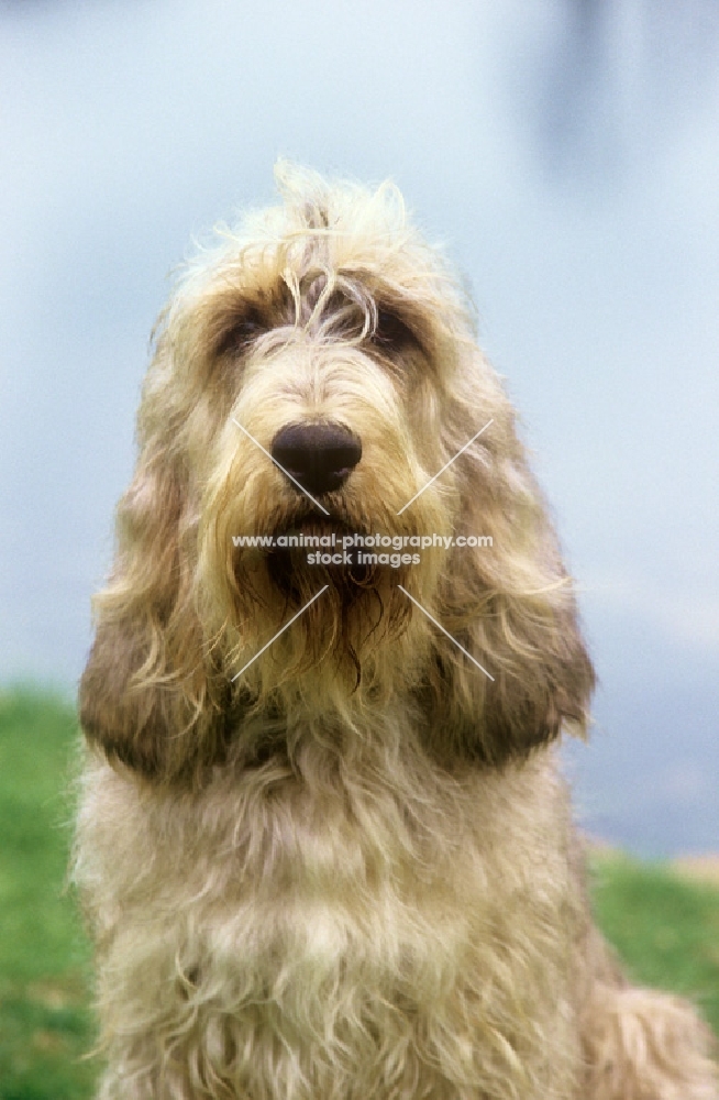 otterhound, am ch billekin amanda grizzlet, head study with blue water background