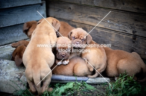 group of Dogue de Bordeaux puppies