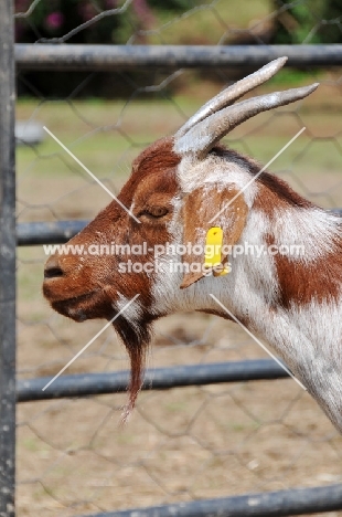 Zulu goat