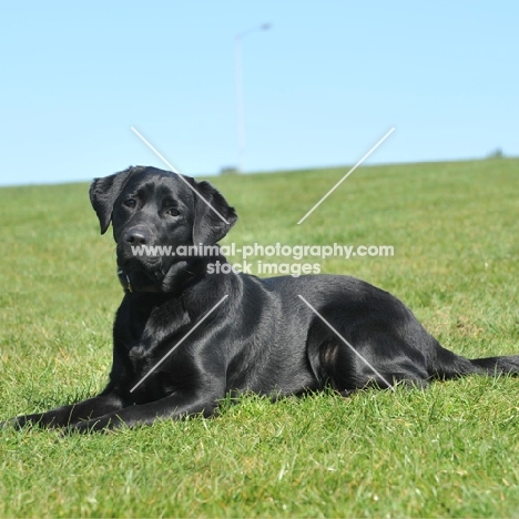 Labrador Retriever lying on grass