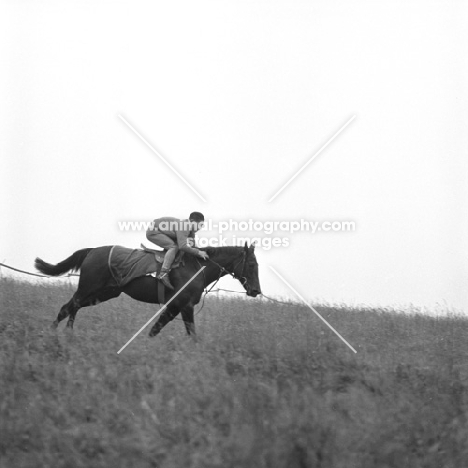 exercising a race horse at epsom