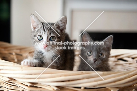 two kittens peering over edge of basket