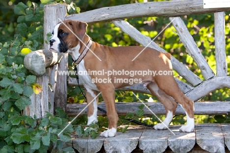 Boxer puppy standing on wooden bench