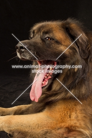 Leonberger yawning
