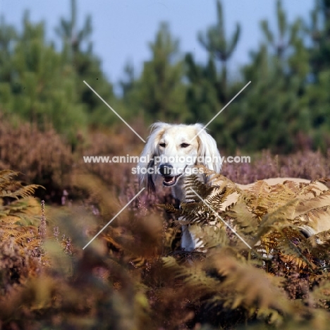 geldara amrita, saluki amongst heather and ferns