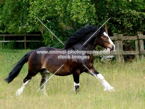 shire cross horse