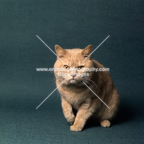 ch pensylva prince d'or, British Shorthair short hair cream cat walking to camera