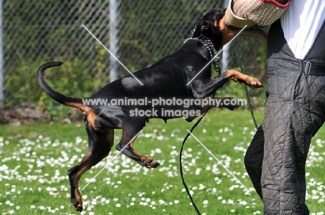 Dobermann attacking