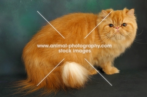 red Persian standing