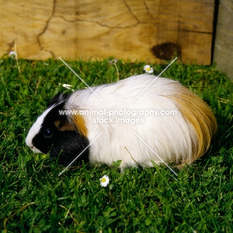 peruvian tortoiseshell and white pet guinea pig in pen on grass