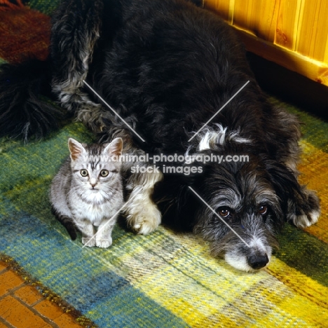 feral x kitten, with border collie x  bearded collie looking innocent