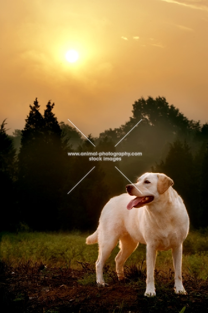 yellow lab standing in front of trees at sunset