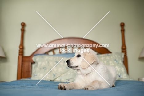 Golden retriever lying on bed.