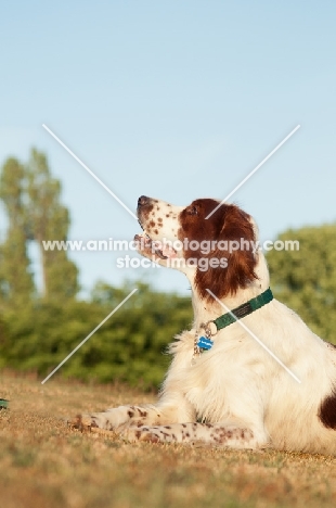 Irish red and white setter lying on grass