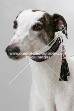 white and brindle Greyhound, australian champion and finnish champion