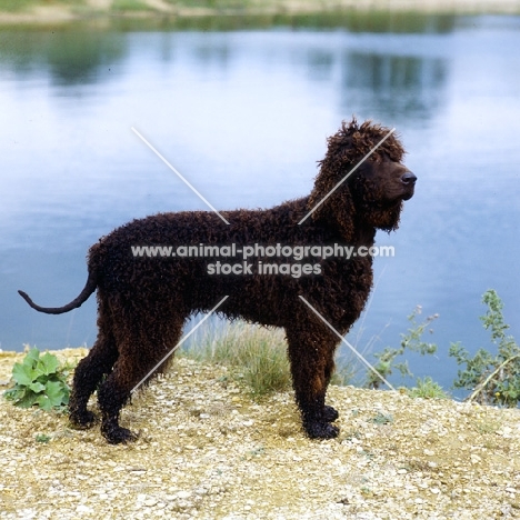 sh ch kellybrook joxer daly,  irish water spaniel standing by waters edge