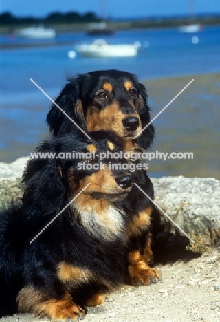 standard and miniature long haired dachshunds sitting by the sea shore