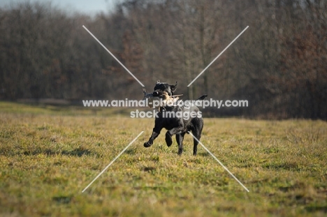 black labrador retriever retrieving game in a field