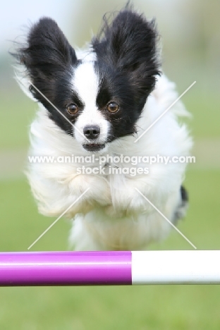 Papillon jumping bar