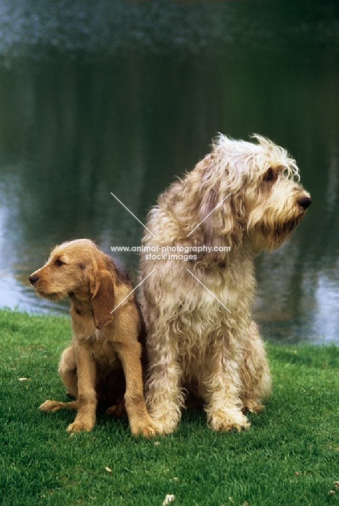 am ch billekin amanda grizzlet, otterhound bitch and puppy sitting on grass by water