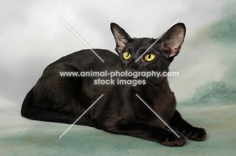 black oriental shorthair cat lying in studio
