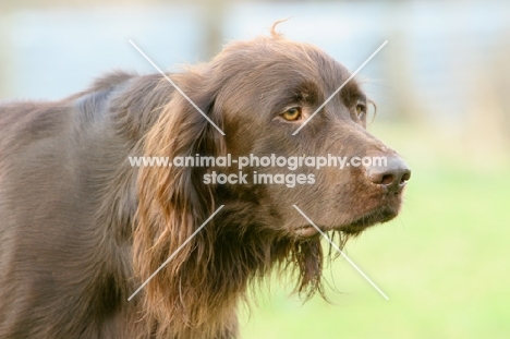 German Longhaired Pointer