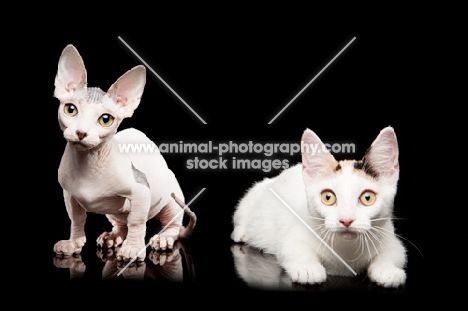 hairless and shorthaired Bambino cats on black background