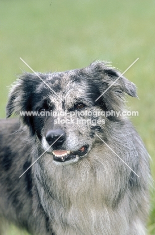 Pyrenean sheepdog portrait