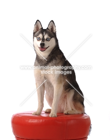 Alaskan Klee Kai dog on stool