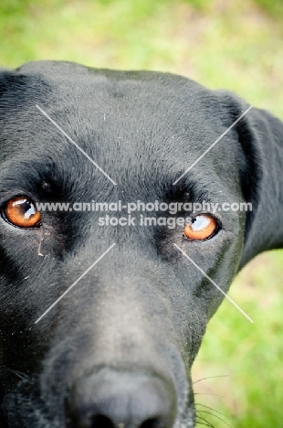 black Labrador Retriever close up