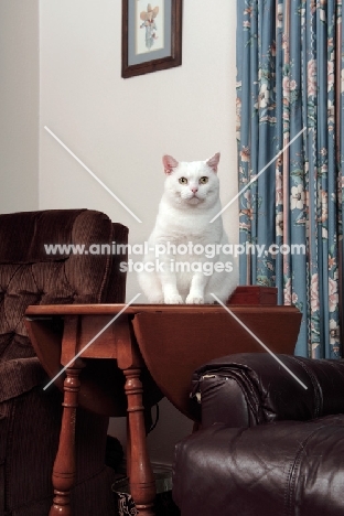 white Manx cat at home