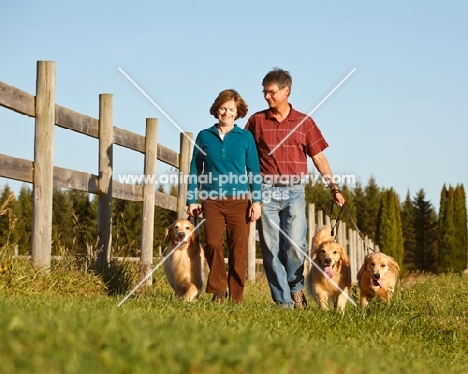 three Golden retrievers on a walk with a man and a woman
