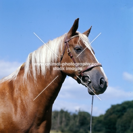 welsh cob (section d) mare, head study against blue sky