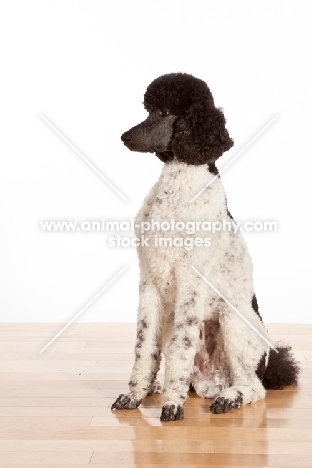 black and white standard Poodle