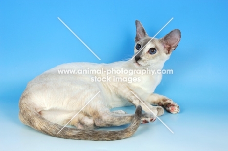 blue tortie point siamese lying down