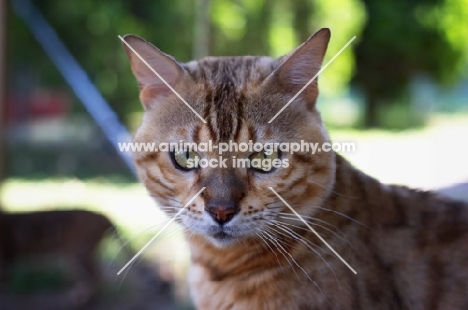 Outdoor portrait of bengal cat, champion Mainstreet Full Throttle of Guru