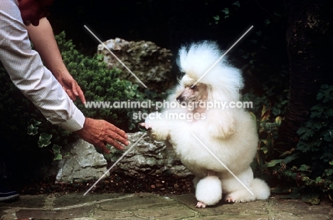 training a miniature poodle to shake hands