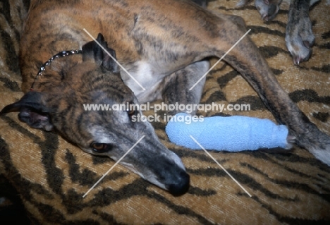 greyhound lying with bandaged leg