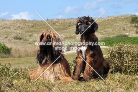 Afghan Hounds, different ages