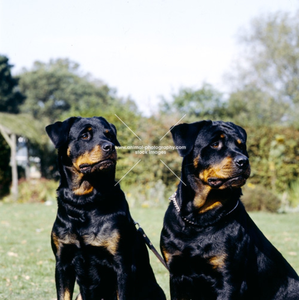 gregarths simply super (poppy) & gregarths dark n'sassy ( pepper) two rottweilers looking aside