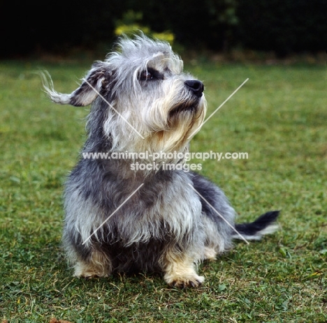 dandie dinmont with ears flying sitting on grass