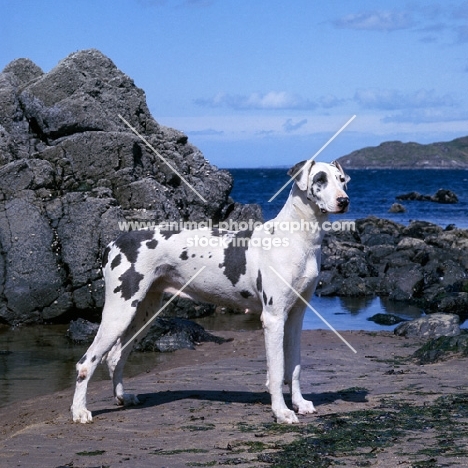 ch summary of leesthorphill, great dane standing on sand by the sea