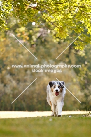 blue merle Australian Shepherd dog in summer