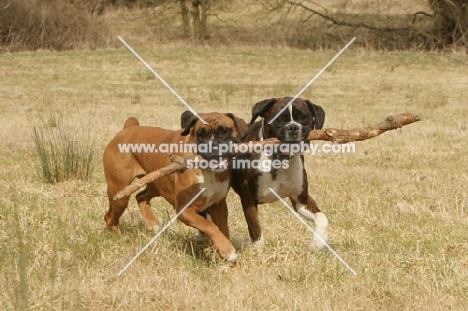two Boxers together with a stick