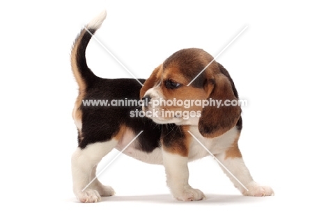 tri-coloured Beagle puppy on white background