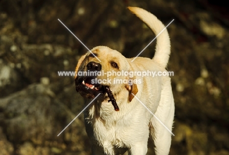 cream Labrador Retriever