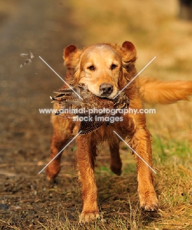 Golden Retriever retrieving bird