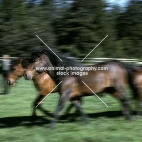 Two huzels in motion, cantering