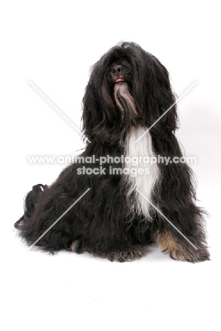 Black & White & Tan Tibetan Terrier in studio