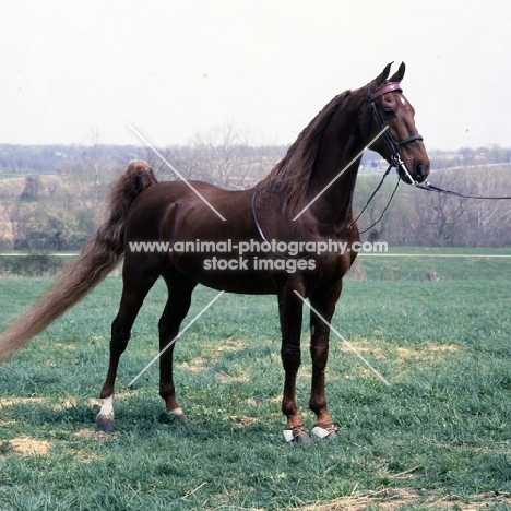 Special Entertainer, American Saddlebred gelding